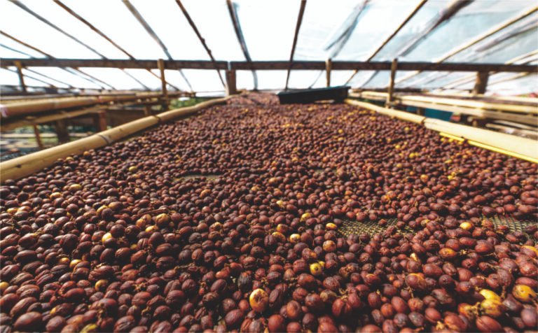 لماذا تُعد الشراكة المباشرة مع المزارعين مفتاح جودة القهوة؟