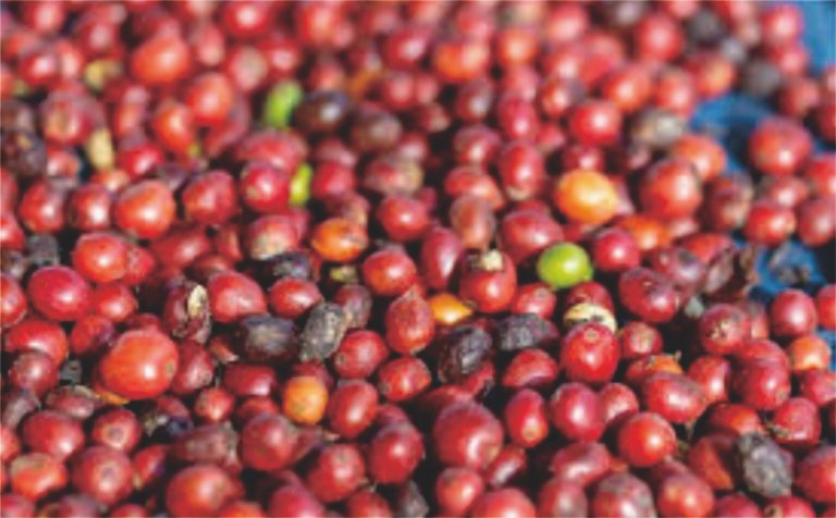 من المزرعة إلى السوق العالمي: رحلة تصدير القهوة الإندونيسية