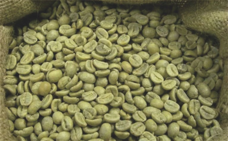 قهوة روبوستا من جاوة الوسطى: جودة إندونيسية تلبّي احتياجات الأسواق العالمية